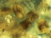 Nymph development inside stonefly mother